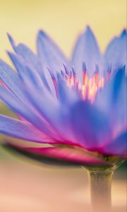 Preview wallpaper lily, flower, blue, macro, closeup