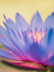 Preview wallpaper lily, flower, blue, macro, closeup