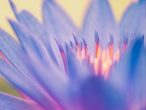 Preview wallpaper lily, flower, blue, macro, closeup