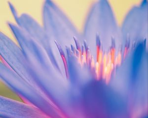 Preview wallpaper lily, flower, blue, macro, closeup