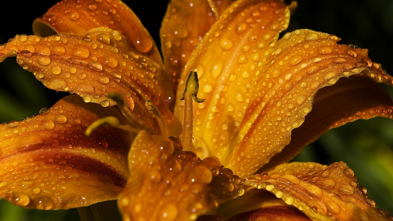 Wallpaper lily, flower, bud, drops
