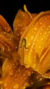 Preview wallpaper lily, flower, bud, drops