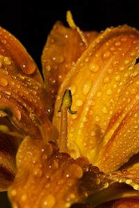 Preview wallpaper lily, flower, bud, drops