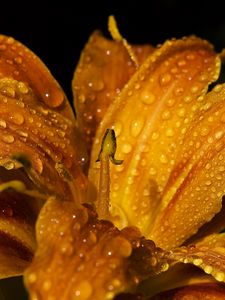 Preview wallpaper lily, flower, bud, drops