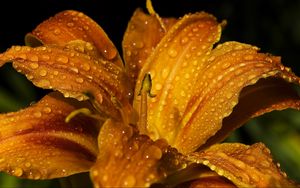 Preview wallpaper lily, flower, bud, drops