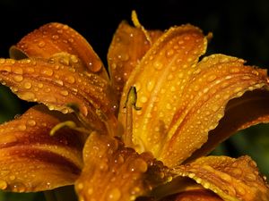 Preview wallpaper lily, flower, bud, drops