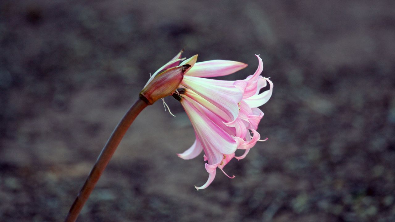 Wallpaper lily, flower, bud, pink, stem