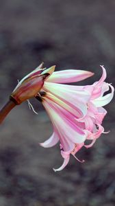Preview wallpaper lily, flower, bud, pink, stem