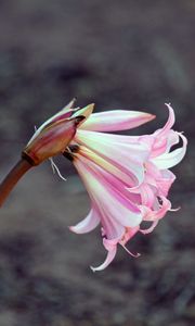 Preview wallpaper lily, flower, bud, pink, stem