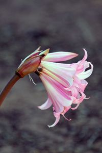 Preview wallpaper lily, flower, bud, pink, stem