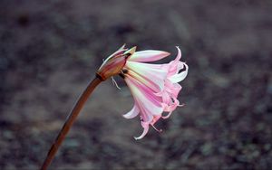 Preview wallpaper lily, flower, bud, pink, stem