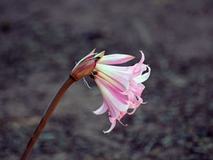 Preview wallpaper lily, flower, bud, pink, stem