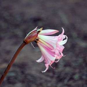 Preview wallpaper lily, flower, bud, pink, stem