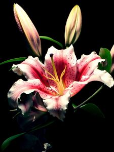 Preview wallpaper lily, flower, bud, black background