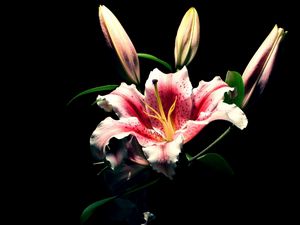 Preview wallpaper lily, flower, bud, black background