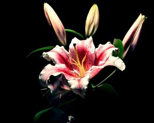 Preview wallpaper lily, flower, bud, black background