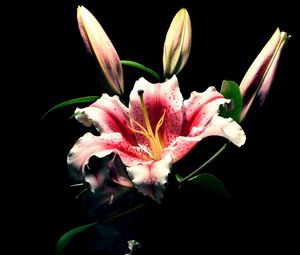 Preview wallpaper lily, flower, bud, black background