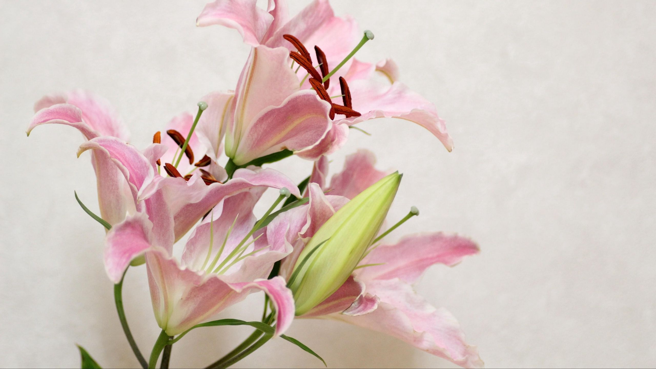 Download wallpaper 2560x1440 lily, flower, bud, stamens widescreen 16:9