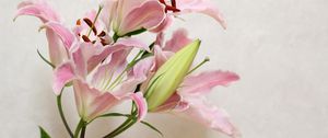 Preview wallpaper lily, flower, bud, stamens