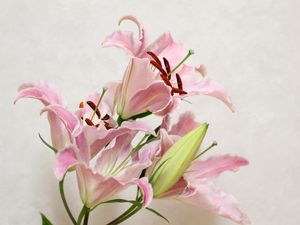 Preview wallpaper lily, flower, bud, stamens