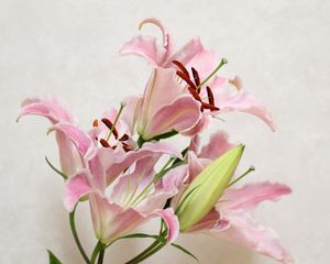 Preview wallpaper lily, flower, bud, stamens