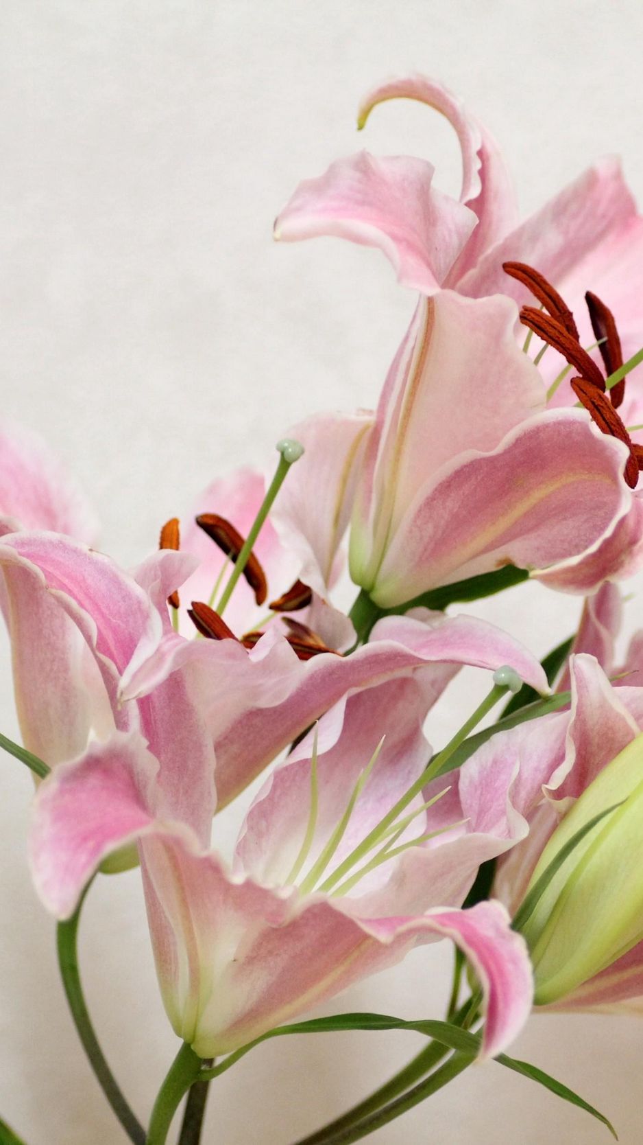 lily flower wallpaper