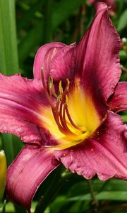 Preview wallpaper lily, flower, buds, fresh herbs, stamens