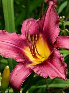 Preview wallpaper lily, flower, buds, fresh herbs, stamens