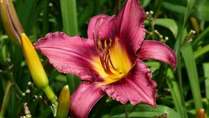 Preview wallpaper lily, flower, buds, fresh herbs, stamens