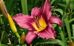 Preview wallpaper lily, flower, buds, fresh herbs, stamens