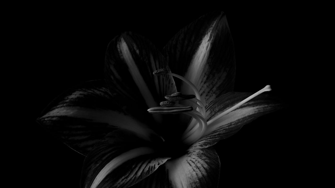 Wallpaper lily, flower, bw, black