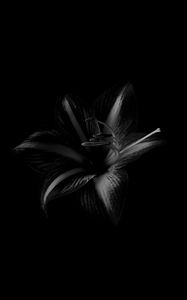Preview wallpaper lily, flower, bw, black