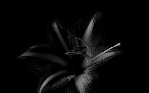 Preview wallpaper lily, flower, bw, black