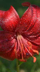 Preview wallpaper lily, flower, close-up, drop, red stamens