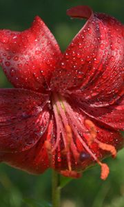 Preview wallpaper lily, flower, close-up, drop, red stamens