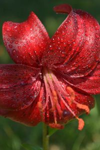 Preview wallpaper lily, flower, close-up, drop, red stamens