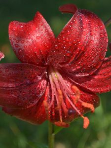 Preview wallpaper lily, flower, close-up, drop, red stamens