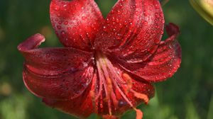 Preview wallpaper lily, flower, close-up, drop, red stamens