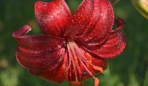 Preview wallpaper lily, flower, close-up, drop, red stamens