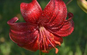 Preview wallpaper lily, flower, close-up, drop, red stamens