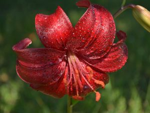 Preview wallpaper lily, flower, close-up, drop, red stamens