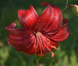 Preview wallpaper lily, flower, close-up, drop, red stamens