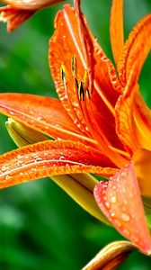 Preview wallpaper lily, flower, drops, green, close-up