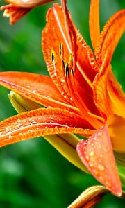 Preview wallpaper lily, flower, drops, green, close-up