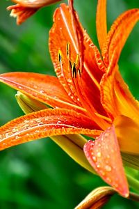 Preview wallpaper lily, flower, drops, green, close-up