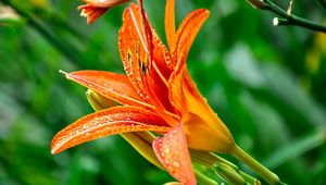 Preview wallpaper lily, flower, drops, green, close-up