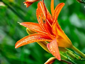 Preview wallpaper lily, flower, drops, green, close-up