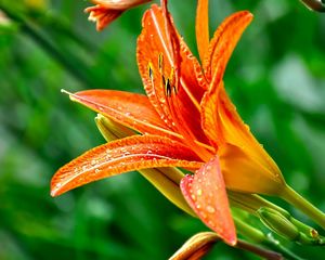 Preview wallpaper lily, flower, drops, green, close-up