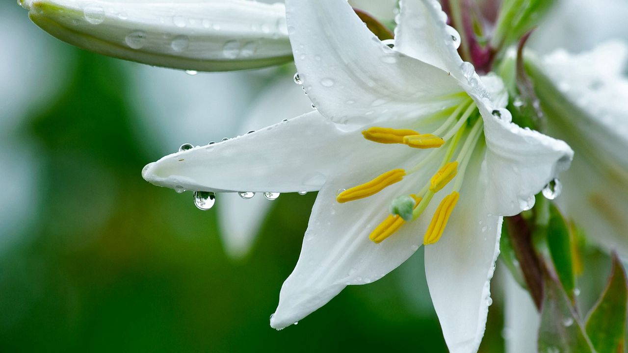 Wallpaper lily, flower, drops, stamens, freshness, close-up