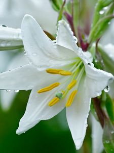 Preview wallpaper lily, flower, drops, stamens, freshness, close-up